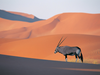 Oryx Antelope Image